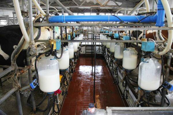 производство молока